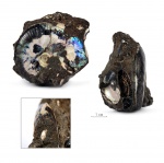Garniericeras sp.