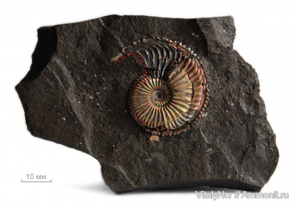 Amoeboceras, Amoeboceras alternoides, устье, вентральный ростр, ventral rostrum