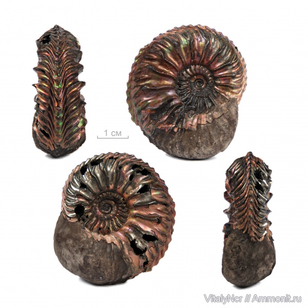 Cardioceras, Cardioceratidae, Vertebriceras