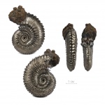 Кривой Kosmoceras sp.