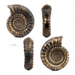 Echioceras raricostatum Zieten, 1831