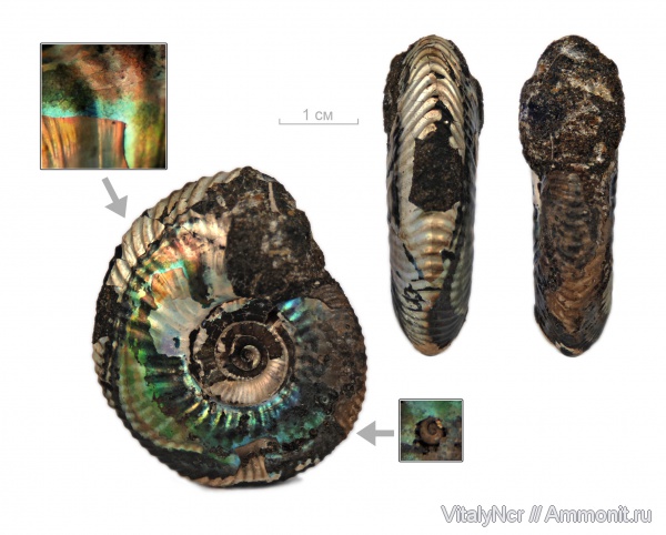 Craspedites, Craspedites jugensis, Craspeditidae
