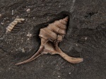 Bicorempterus pseudopellati