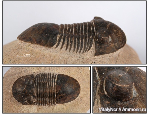 Paralejurus, Styginidae, Paralejurus brongniarti, Corynexochida