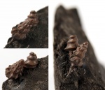 (?) Pietteia sabatieri