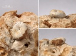 Кимериджский морской ёж