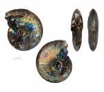 Garniericeras catenulatum (Fischer Waldheim, 1830)