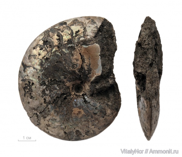Garniericeras, Garniericeras subclypeiforme, Craspeditidae