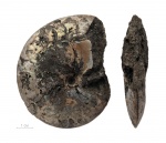 Garniericeras cf. subclypeiforme