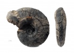 Kosmoceras geminatum (Buckman)