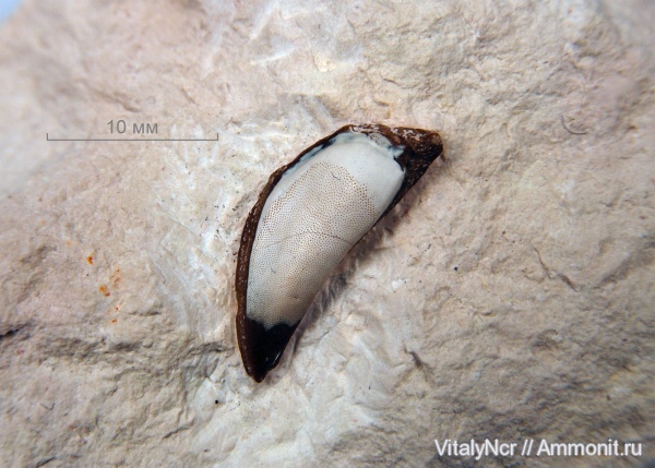 Cochliodontiformes, Menaspiformes, Sandalodus, sandalodus minor