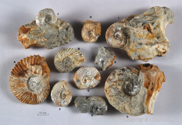 Aulacostephanus, Sutneria, Aspidoceras, Aspidoceratidae, Aulacostephanidae