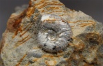 Sutneria eumela