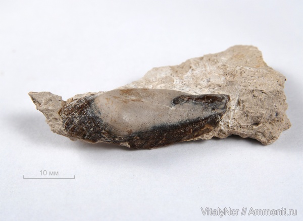 Menaspiformes