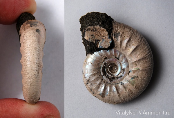 Kachpurites, Kachpurites fulgens, Craspeditidae, Volgian