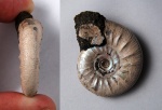 Ребристый микроконх Kachpurites fulgens