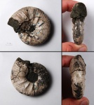 Subcraspedites sp.?