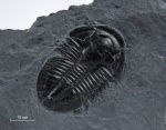 Asaphiscus wheeleri Meek, 1873 (экз. #1)