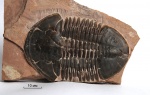 Asaphiscus wheeleri Meek, 1873 (экз. #2)