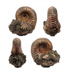 Vertumniceras sp.
