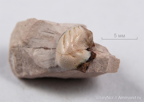 Deltodus, Cochliodontiformes, Deltodus concha, poecilodus limbatus