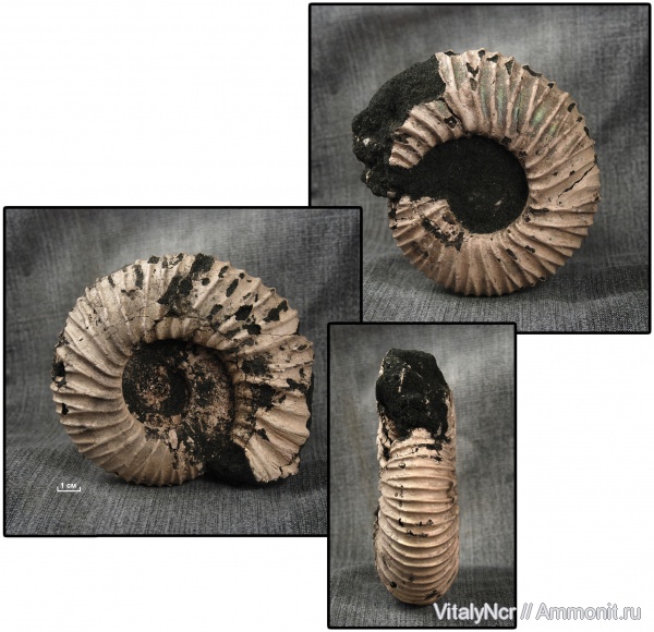 Epivirgatites, Epivirgatites bipliciformis, Dorsoplanitidae