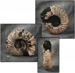Epivirgatites bipliciformis (Nikitin, 1881)
