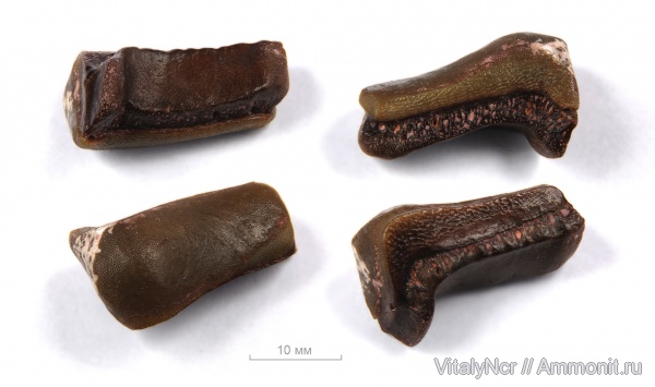 Lagarodus, Psammodontiformes, Lagarodus specularis, Lagarodus angustus, Lagarodontidae