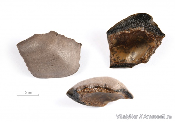 Cochliodontiformes, Psephodus, Psephodus magnus