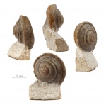 Omphalotrochus sp.