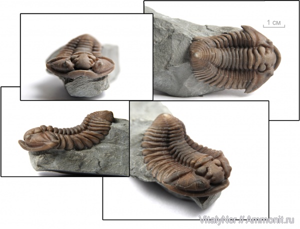 Flexicalymene, Flexicalymene meeki, Phacopida, Calymenidae, Calymenoidea, Calymenina
