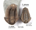 Flexicalymene meeki vs retrorsa