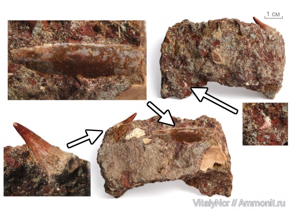 Sarcopterygii