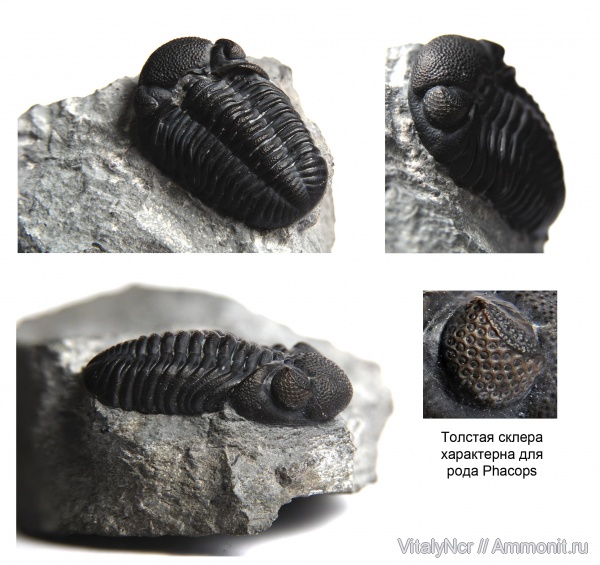 Phacopidae, Phacopida, Phacops rana, Phacopina, Eldredgeops rana