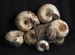 Аммониты Cadoceras elatmae (Nikitin, 1878)