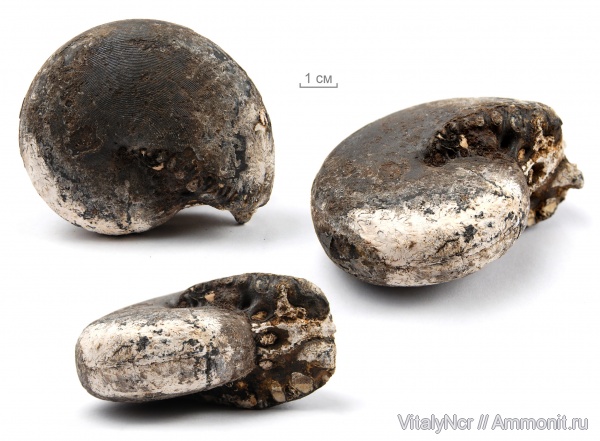 Индонезия, Cladiscites, Cladiscitidae
