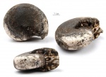 Цератит Cladiscites sp.