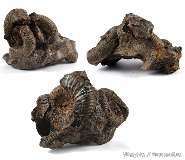 Dorsoplanites, Dorsoplanites panderi, Dorsoplanitidae