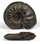 Amoeboceras cf. serratum