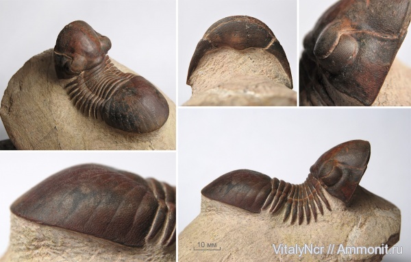 Paralejurus, Styginidae, Corynexochida