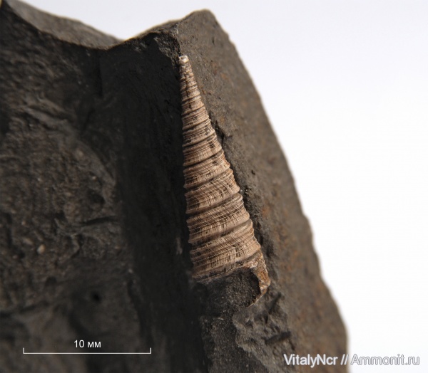 Clathrobaculus, Mathildidae, Clathrobaculus fahrenkohli