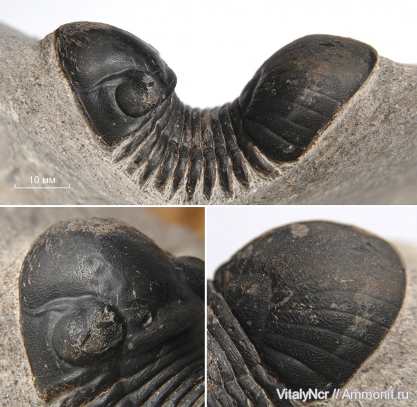 Paralejurus, Styginidae, Paralejurus brongniarti, Corynexochida