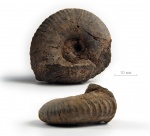 ? Craspedites ivanovi
