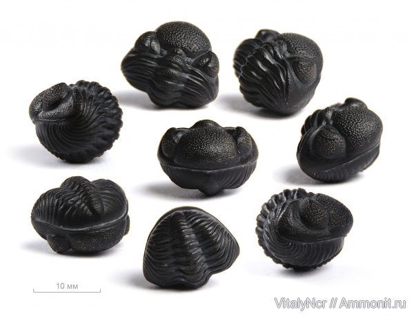 Phacopidae, Phacopida, Phacops rana, Phacopina, Eldredgeops rana, Eldredgeops