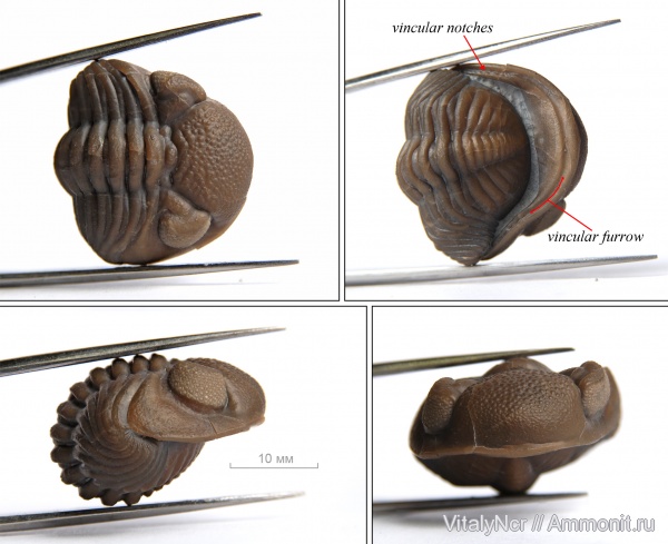 Phacopidae, Phacopida, Phacops rana, Phacopina, Eldredgeops rana, Eldredgeops