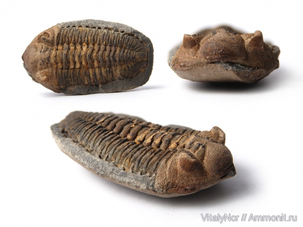 Metacryphaeus, Phacopida, Eldredgeia, Calmoniidae