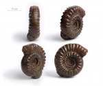 Mucrodactylites sp.