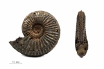 Amoeboceras (Prionodoceras) serratum (Sowerby, 1813)
