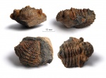 Malvinella sp.