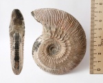 Kosmoceras phaeinum (Buckman, 1923)